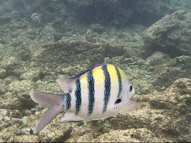 Day 11 snorkeling @ Poipu Beach